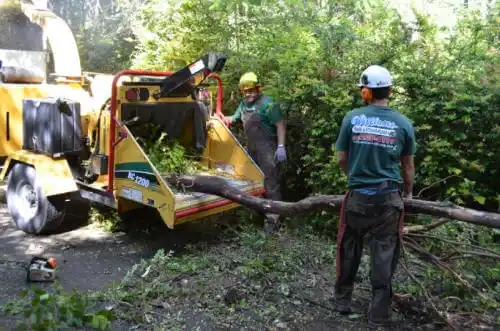 tree services Kane